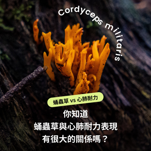 練完為什麼還是很累?牛樟芝、靈芝、蛹蟲草的運動恢復研究